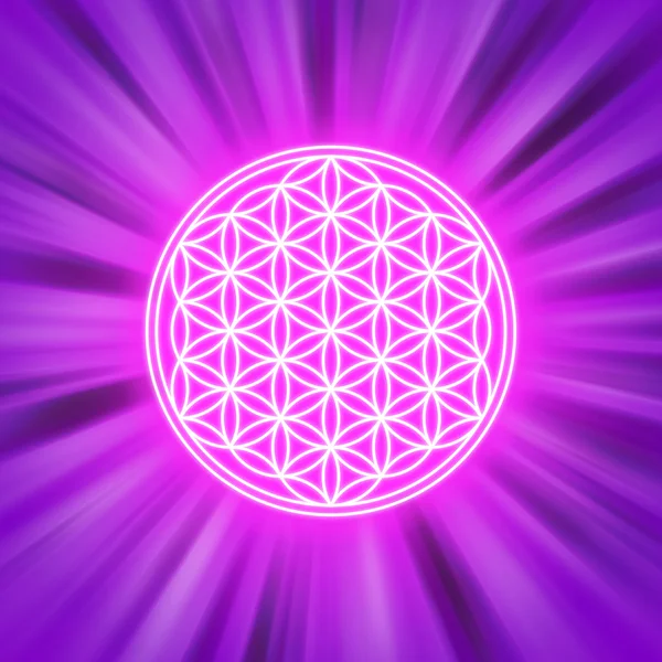 Világos Flower of Life a rózsaszín fénysugarak — Stock Fotó