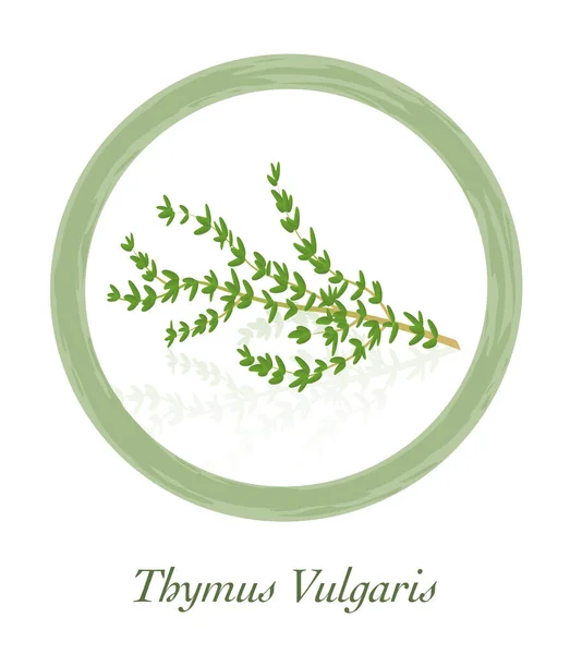 Thyme Thymus Vulgaris 料理ハーブロゴ 白い背景に孤立したベクトルイラスト — ストックベクタ