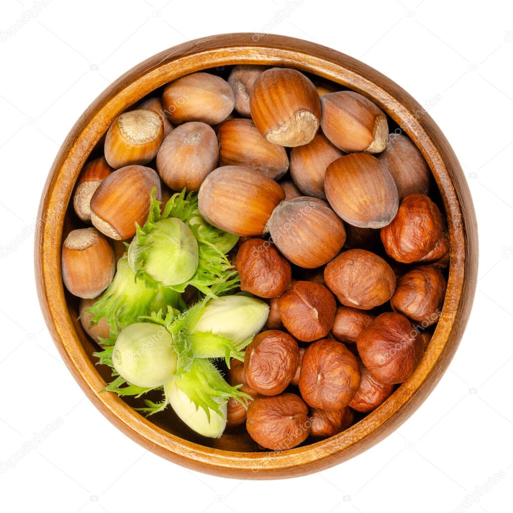 Ripe and unripe hazelnuts in a wooden bowl. Green, unripe hazelnuts in husk with shelled and unshelled hazelnuts. Seeds of Corylus avellana. Close-up from above, over white, isolated macro food photo.