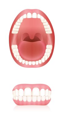 Dişler. Açık bir ağız modeli, takma dişler ya da takma dişler. Beyaz arkaplanda soyut izole edilmiş vektör çizimi.