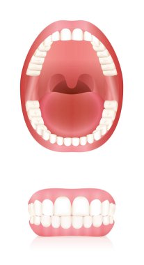 Teeth. Open adult mouth model and dentures or false teeth. Abstract isolated vector illustration on white background. clipart