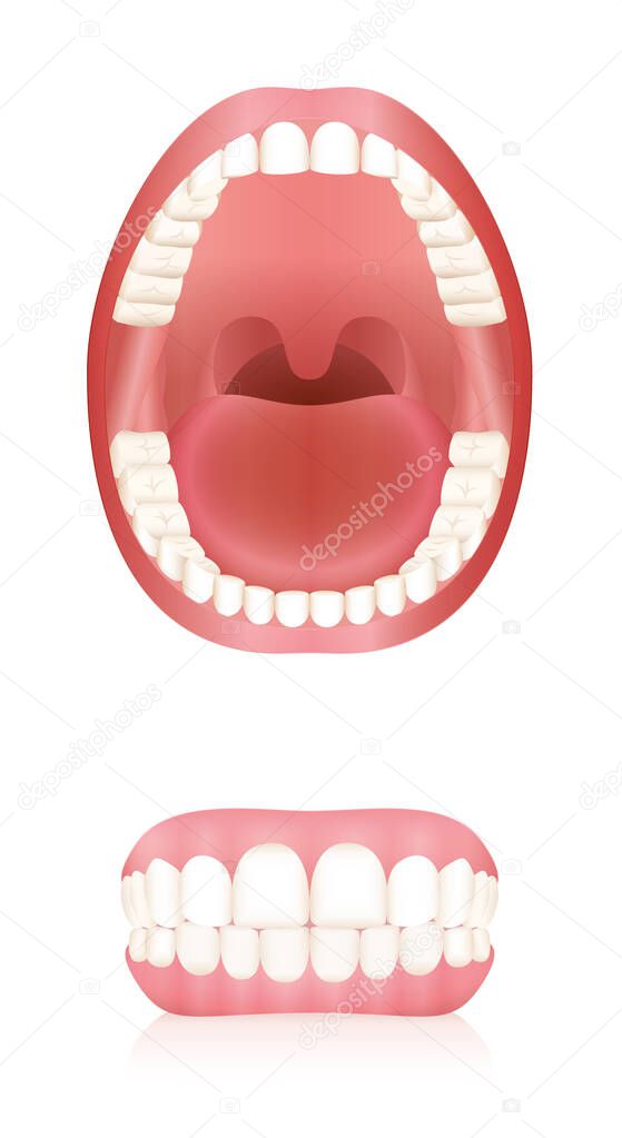 Teeth. Open adult mouth model and dentures or false teeth. Abstract isolated vector illustration on white background.