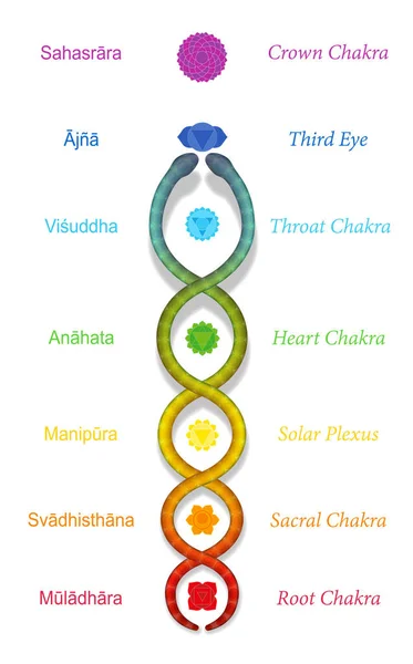 Serpent Kundalini Serpent Enroulé Montant Long Des Sept Chakras Principaux — Image vectorielle