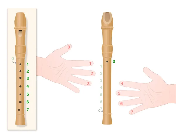 Blockflöte Mit Korrekter Handhaltung Nummerierten Fingern Und Entsprechenden Löchern Des — Stockvektor