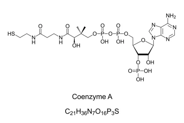 Coenzyme Formule Chimique Structure Squelettique Coenzyme Notable Pour Son Rôle — Image vectorielle