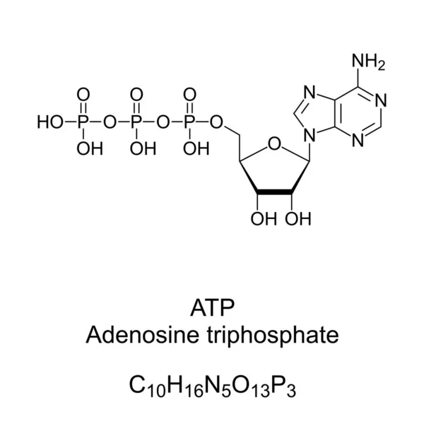 Τριφωσφορική Αδενοσίνη Atp Χημικός Τύπος Και Σκελετική Δομή Παρέχει Ενέργεια — Διανυσματικό Αρχείο