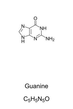 Guanine, G, Gua, chemical formula and skeletal structure. Nucleobase and a purine derivative, one of four in the nucleic acid of DNA and RNA, represented by letters G, C, A and T. Illustration. Vector