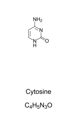 Cytosine, C, Cyt, chemical formula and skeletal structure. Nucleobase and pyrimidine derivative, one of 4 in the nucleic acid of DNA and RNA, represented by letters G, C, A and T. Illustration. Vector