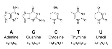 Birincil nükleobazlar, kimyasal formüller ve iskelet yapılar. Adenin, guanin, sitozin, timin ve urasil, A, G, C, T ve U harfleriyle temsil ediliyor. Genetik kodun temel birimleri. Vektör.