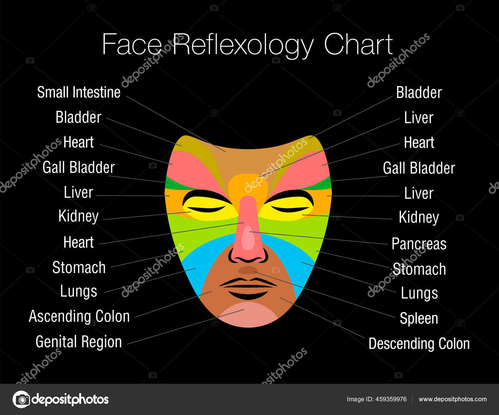 Tabla Reflexología Facial Con Áreas Coloreadas Nombres Los Órganos