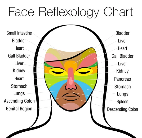 面部反射图 女性面对有色区域和相应内部器官的名称 替代穴位压力和理疗健康治疗 白色上的病媒 — 图库矢量图片