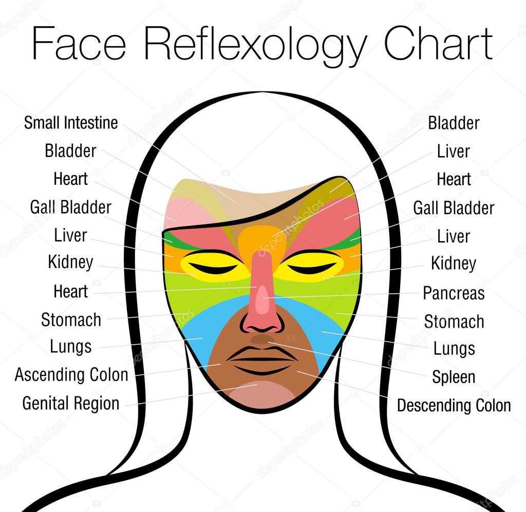Face reflexology chart. Female face with colored areas and names of corresponding internal organs. Alternative acupressure and physiotherapy health treatment. Vector on white.