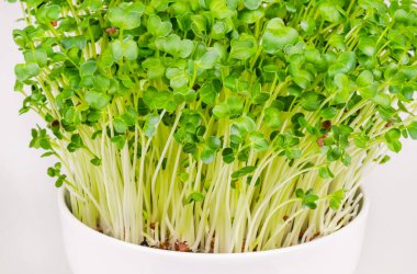 Daikon turpu, beyaz kasede mikroyeşiller. Taze ve yemeye hazır, filizlenmiş Japon turpu. Yeşil filizler, fidanlar, genç bitkiler ve gerçek daikon yaprakları, Raphanus sativus. Yakın çekim, yemek fotoğrafı..
