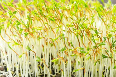 Filizlenmiş Beluga mercimekleri, parlak güneş ışığında büyüyen mikro yeşiller. Yeşil mercimek, filizler ve taze bitkiler. Filizlenmiş İndianhead mercimeği, Lens Mutfağı. Yaklaş, makro yemek fotoğrafı..