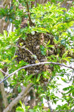 Baharda bir ağaç dalında arı sürüsü. Ayrı bir bal arısı kolonisine bölündükten sonra meyve ağacı dalına bal arıları sürüyorlar. Kraliçe arının eşlik ettiği doğal bir sürünün üremesi. Fotoğraf..