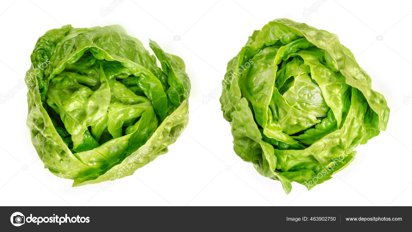Two Romaine Lettuce Hearts Cos Lettuce Tall Lettuce Heads Sturdy Stock Photo by ©Furian 463902750