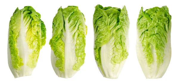 Group Romaine Lettuce Hearts Row Four Tall Cos Lettuce Heads — Stock Photo, Image