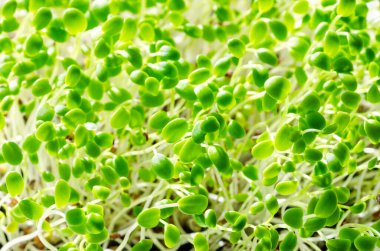 Kırmızı yonca fideleri, yaklaşın. İtalyan yoncası, mikro yeşil. Trifolium incarnatum taze filizleri, yeşil filizler ve genç bitkiler. Bitki, garnitür olarak ya da sebze yaprağı olarak kullanılır. Makro yemek fotoğrafı..