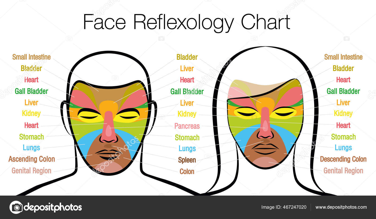 Face Reflexology Chart Woman Man Acupressure Physiotherapy Health Treatment Zone Stock Vector