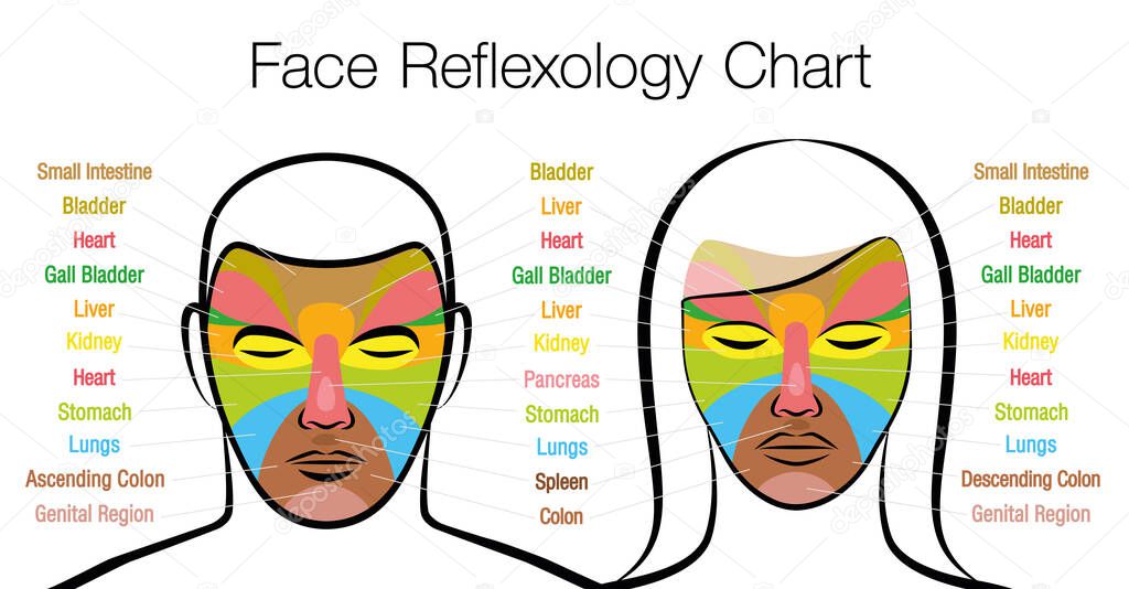 Face reflexology chart, woman and man. Acupressure and physiotherapy health treatment. Zone massage chart with colored areas and names of internal organs. Colorful face mapping.