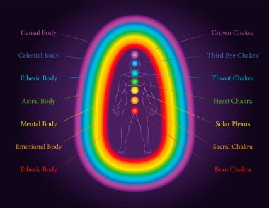 Aura vücutları. Meditasyon yapan bir adamın yedi katmanı ile ilgili çakralar aynı renkte. Eterik, duygusal, zihinsel, astral, göksel ve nedensel katman. Etiketli vektör illüstrasyon şeması.