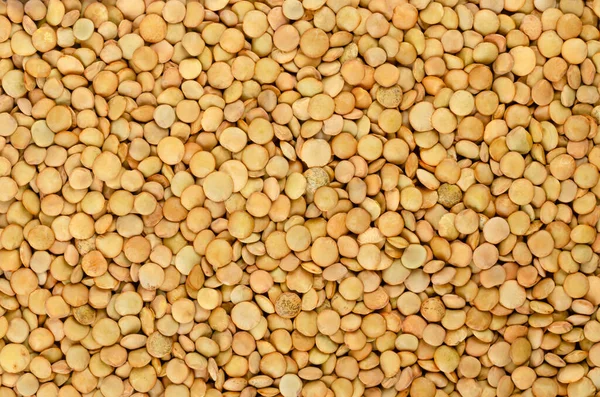 렌즈콩 위에서 모양의 씨앗이죠 아대륙의 키니네에서는 렌즈콩을 주식으로 카레를 만든다 — 스톡 사진