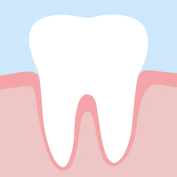 Dente Nas Gengivas Branco Saudável Ilustração Vetorial —  Vetores de Stock