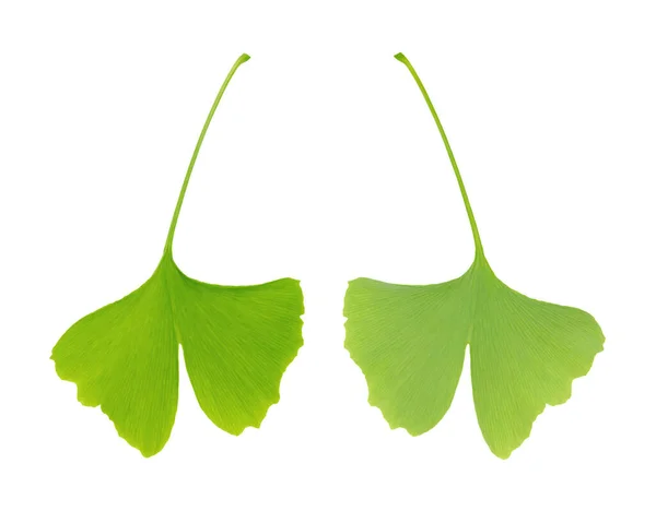 Folha Ginkgo Verde Vista Frontal Traseira Close Cima Isolado Sobre — Fotografia de Stock