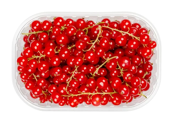 Redcurrant Berries Plastic Container Fresh Ripe Red Currant Berries Spherical — Foto de Stock
