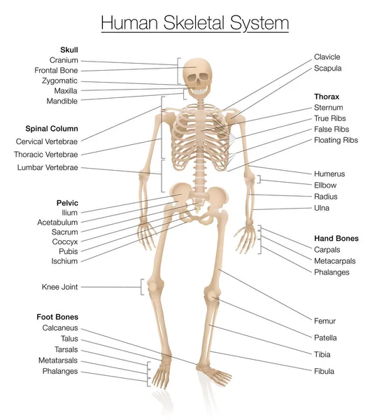 시스템 인간의 골격은 두개골 견갑골같은 뼈들로 분류되었습니다 흰색으로 표시된 — 스톡 벡터