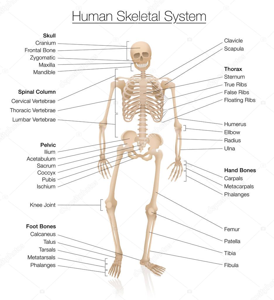 Skeletal system chart. Human skeleton labeled with most important bones like skull, spinal column, pelvic, thorax, ribs, sternum, hand and foot bones, clavicle, scapula. Vector on white.