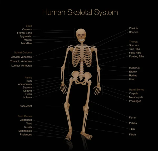 Skelet Anatomisi Insan Iskelet Sistemi Çizelgesi Kafatası Omurga Leğen Kemiği — Stok Vektör