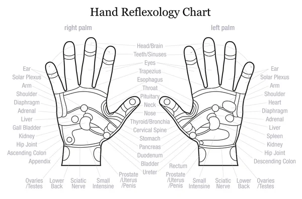 Hand reflexology chart description outline — Stock Vector