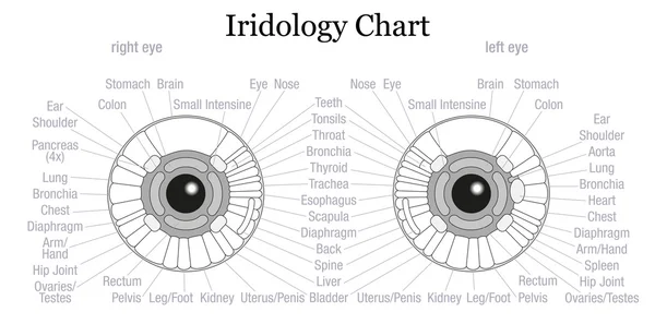 Iris diagnos diagram öga disposition — Stock vektor