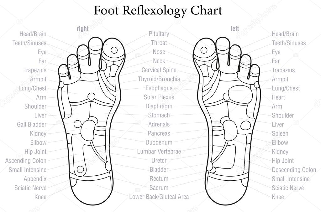 Image vectorielle Schéma du diagramme de réflexologie des pieds par ©Furian 59591823