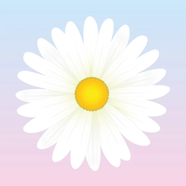 Daisy bílý květ — Stockový vektor