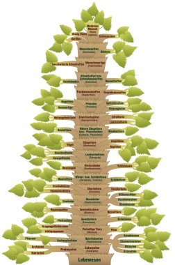 Human Evolution Phylogenetic Tree Of Life German clipart