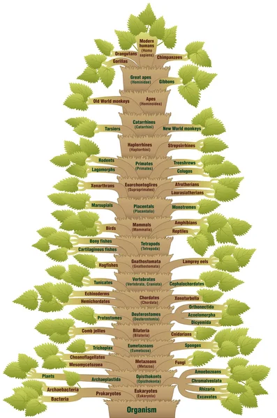 Menselijke evolutie levensboom fylogenetische — Stockvector