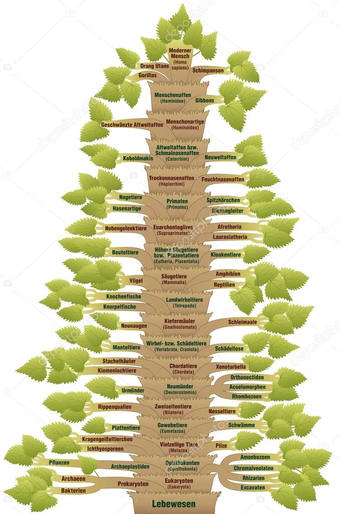 Human Evolution Phylogenetic Tree Of Life German