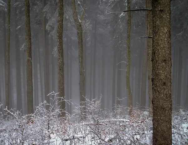 Winter hout mist — Stockfoto