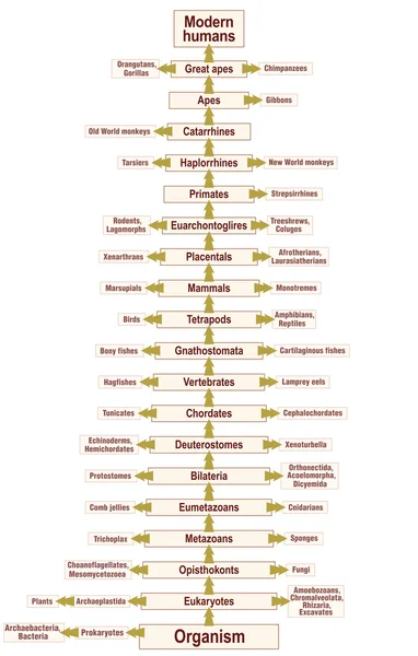 Albero della Vita Evoluzione Umana Filogenetica — Vettoriale Stock