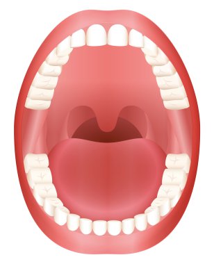 Teeth Open Mouth Adult Dentition