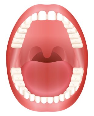 Teeth Open Mouth Adult Dentition clipart