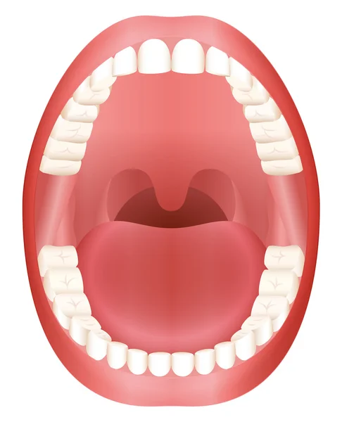 Dents bouche ouverte dentition pour adultes — Image vectorielle