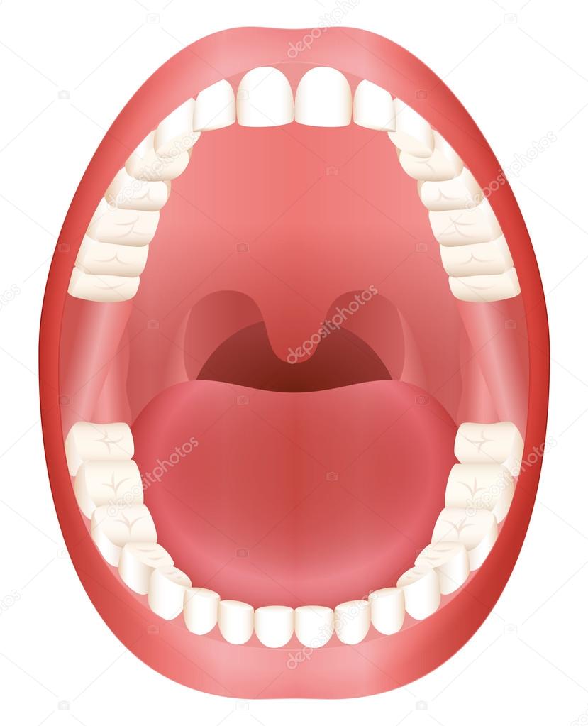 Teeth Open Mouth Adult Dentition