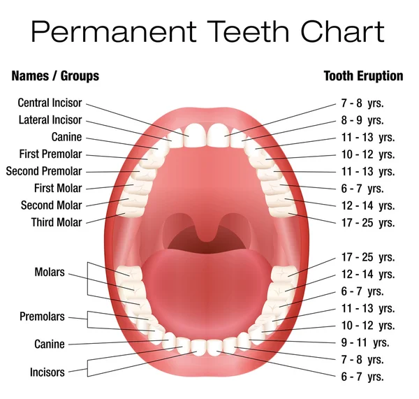 Dientes Nombra Notación Permanente de Dentición para Adultos — Vector de stock