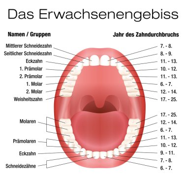 Teeth Names Eruption Chart German