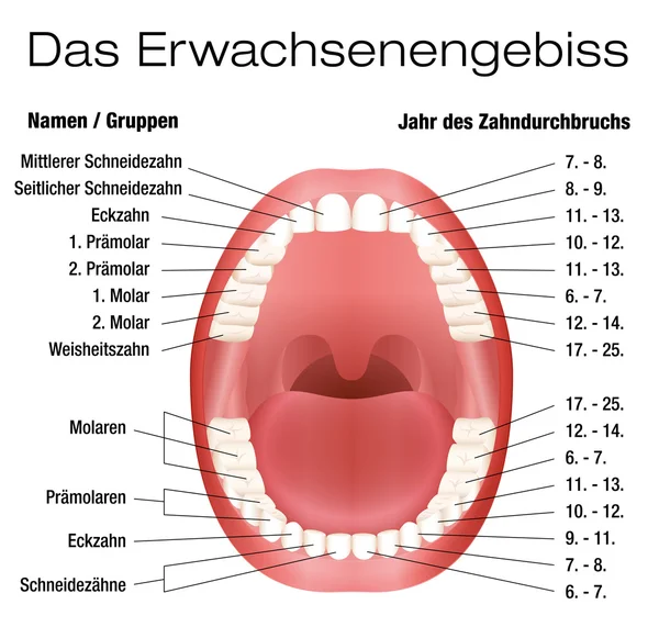 Teeth Names Eruption Chart German — 스톡 벡터
