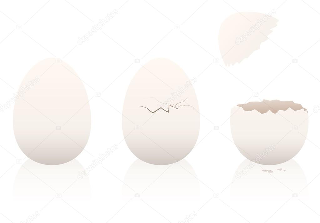 Eggs Intact Broken Open Eggshell