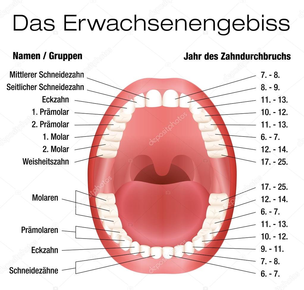 Teeth Names Eruption Chart German Stock Vector C Furian 76988799
